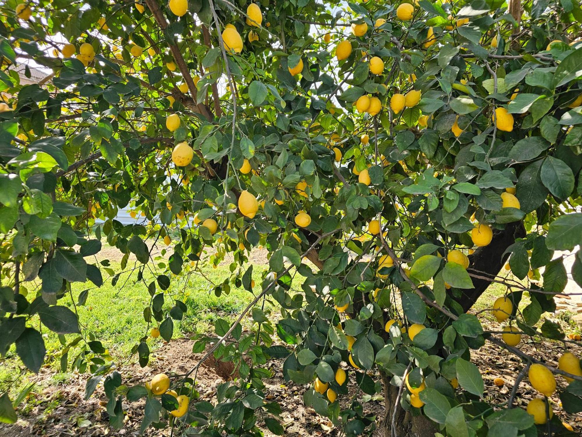 La Orquidea De Cordoba Villa Екстериор снимка